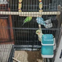 عروس هلندی