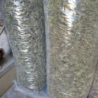 تخمه افتابگردان