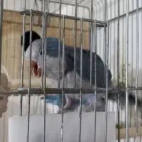 راهب مولد ابی|پرنده|تبریز, |دیوار