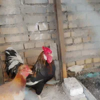 خروس
