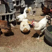 دوعدد اردک نر وماده بالغ