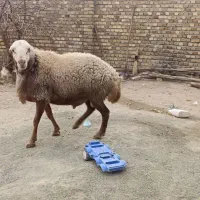 قوچ مغان کله سفید درجه یک