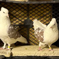 کفتر|پرنده|تهران, آهنگ|دیوار