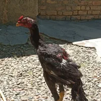 ی دانه خروس لاری اصل هشت ماهه سالم سالم