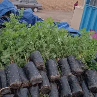 فروش نهال گل محمدی کاشان حسنارود اردهال نیاسر قمصر