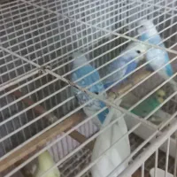 مرغ عشق|پرنده|مینودشت, |دیوار