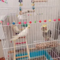 عروس هلندی|پرنده|خرمآباد, |دیوار