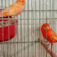 دوجفت قناری