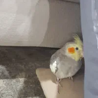 فروش پرنده عروس هلندی