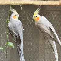 عروس هلندی|پرنده|قم, انصار‌الحسین|دیوار