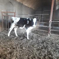 گوساله ماده هلشتاین