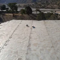 کبوتر|پرنده|بازفت, |دیوار