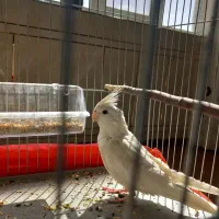 معاوضه عروس هلندی