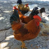 سه عدد خروس جوون و چاق و سر حال