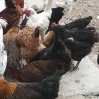 فروش مرغ و فریح جوان تخمگذار  بهترین نژاد