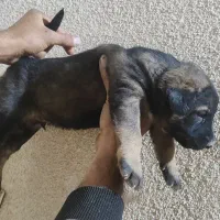 ۳ عدد سگ سرابی سطح یک|سگ|بندرعباس, |دیوار