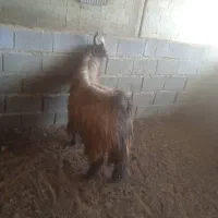 دبر|حیوانات مزرعه|مرودشت, فیروزی|دیوار