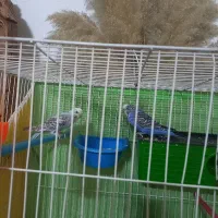 مرغ عشق با تمام وسایل|پرنده|مشهد, کوثر|دیوار