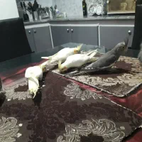 فروش عروس هلندی دو ماهه منصفانه|پرنده|میانه, |دیوار