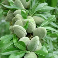 نهالستان صنوبر اصلاح شده گردو و بادام|خدمات باغبانی و درختکاری|کاشان, فاز ۱ ناجی آباد|دیوار