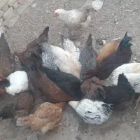 مرغ جوانه محلی تخم گزار|حیوانات مزرعه|جوین, |دیوار