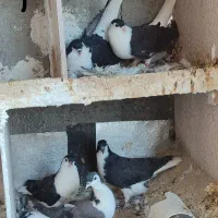 کبوتر/ طوقی/ سده