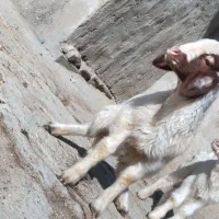 بره نر ماده سنجابی اصیل در میراباد|حیوانات مزرعه|جوانرود, |دیوار