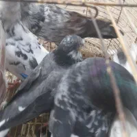 کبوتر تکپر و طوقی|پرنده|سرخنکلاته, |دیوار