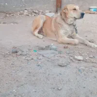 ماده خراسانی شش انگشت گلگی