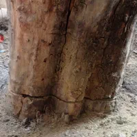 اره موتوری و اره برقی قطع و هرس درخت خرید چوب|خدمات باغبانی و درختکاری|تهران, ایران|دیوار