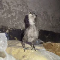 ایام سمانی و ابریشمی مرندی