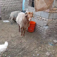 نر قوچ|حیوانات مزرعه|قرق, |دیوار