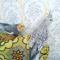 عروس هلندی|پرنده|بروجرد, |دیوار