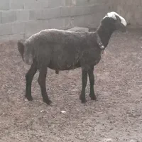 بره شال