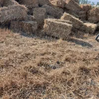 بسته بندی کلش