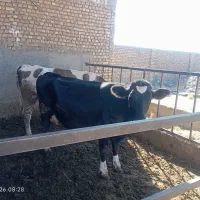 گاو شیری با گوساله نر رگا شده سیمینتال قرمز