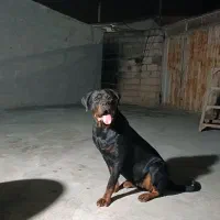 روتوایلر ماده