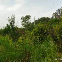 فروش زمین ۶۵۰ متری در کاشانک نظام آباد
