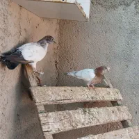 کبوتر پرشی.جوجه جیر