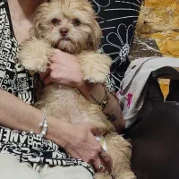 فروش سگ شیتزو|سگ|بافت, |دیوار