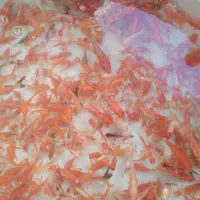 ماهی گلی عمده|ماهی|جهرم, |دیوار