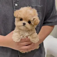 سگ تو جیبی|سگ|شیراز, آبیاری|دیوار