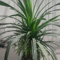 گل پاندانوس