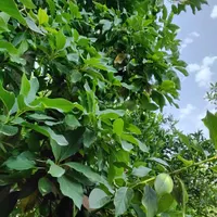 نهال پیوندی آووکادو و میوه آووکادو بندپی بابل|خدمات باغبانی و درختکاری|بابل, |دیوار