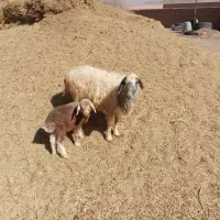 میش بره|حیوانات مزرعه|چترود, |دیوار