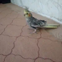 عروس هلندی نر|پرنده|بجنورد, |دیوار