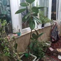 گیاه|گل و گیاه طبیعی|اردبیل, |دیوار