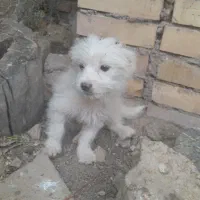 واگذاری سگ پاپی،پا کوتاه