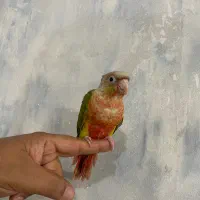 گیرنچیک آناناسی رد فول