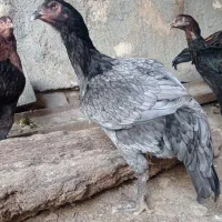 تخم‌مرغ لاری طوسی و سفید